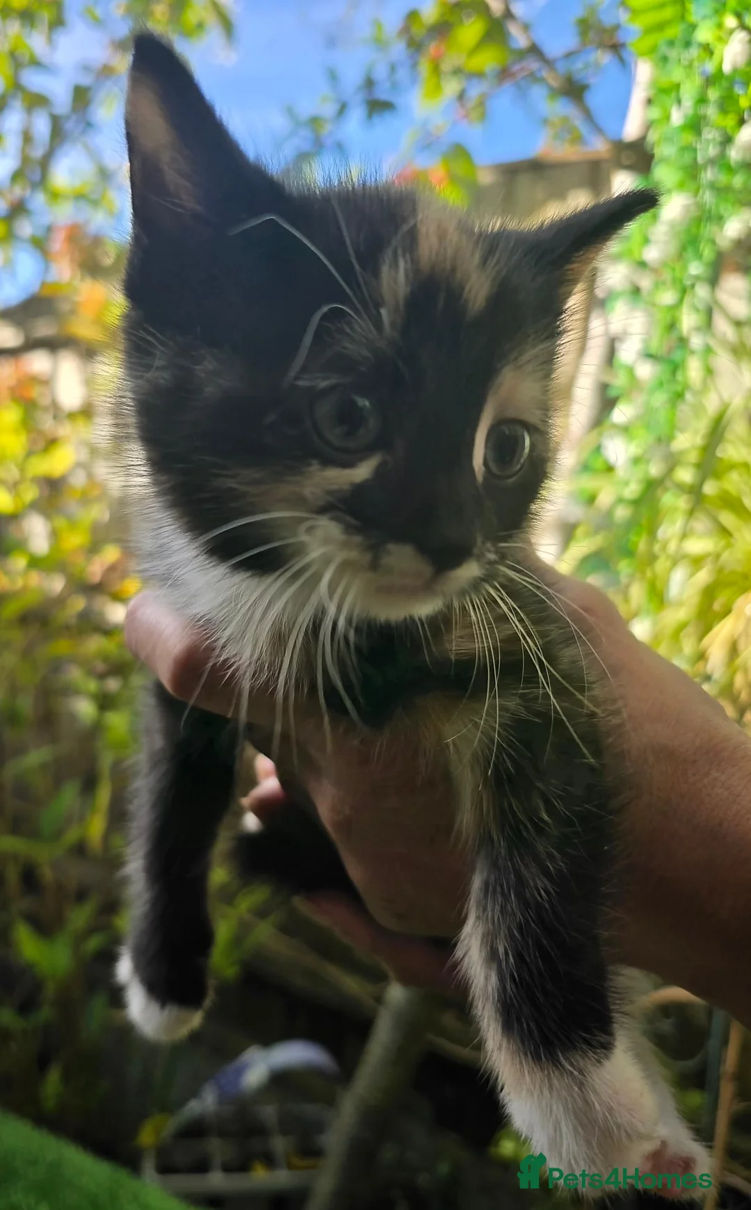 Mixed Breed cats for sale: Beautiful Mixed Breed Kittens - RESERVE  - Advert 20