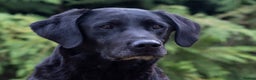 Labrador Retriever dogs for stud: Black Labrador Stud in Dunkeld - Advert 6