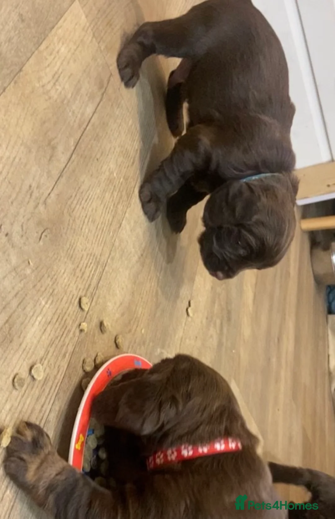 Cocker Spaniel dogs for sale: Chocolate Worker Cocker Puppies Kennel Club  - Advert 3