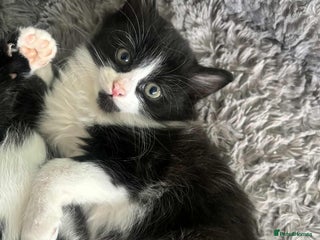 Mixed Breed cats Beautiful Black and White Kittens - Advert 4