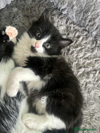 Mixed Breed cats Beautiful Black and White Kittens - Advert 4