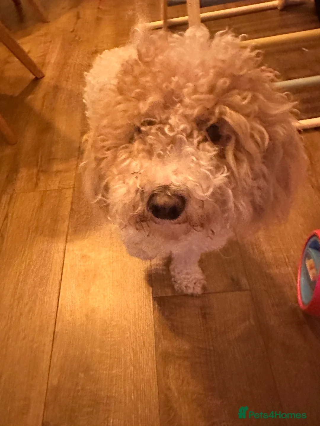 Poochon dogs for sale: Loving, Poodle-Bichon mix looking for a new home - Advert 4
