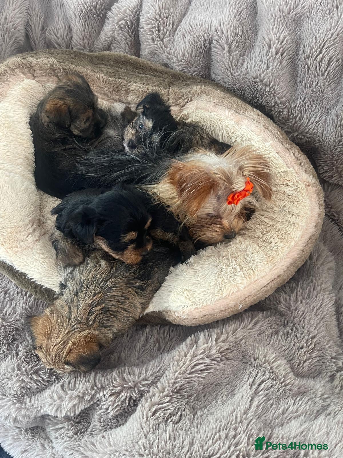 Shorkie dogs  Ready soon for their Forever Homes ✨ - Advert 2