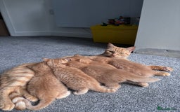 Domestic Shorthair cats for sale: Beautiful Ginger Kittens *READY TO LEAVE SOON* - Image 4