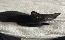 Russian Blue cats for sale: Russian Shorthair Kittens!   - Image 10