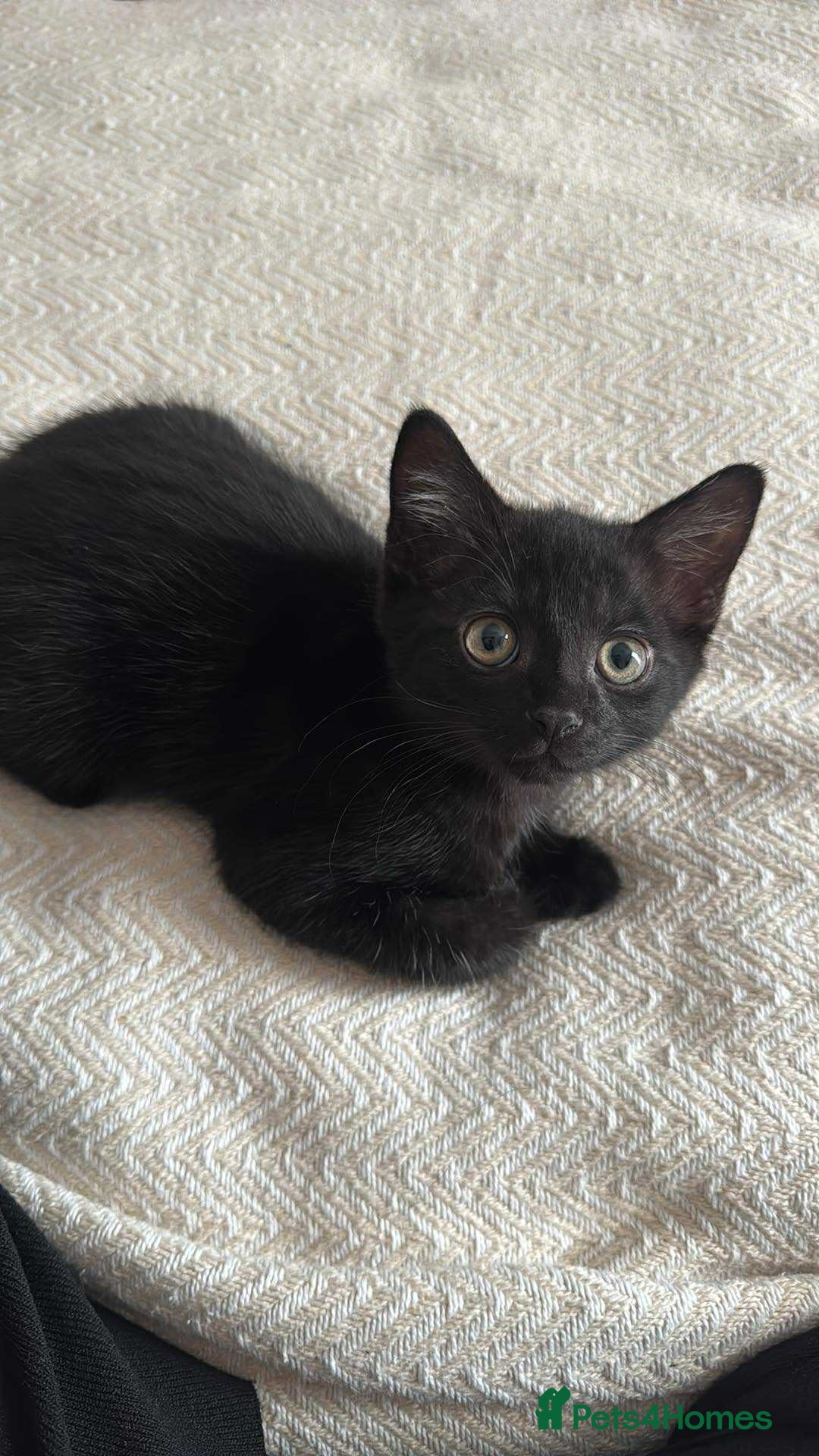 Russian Blue cats for sale: Russian Shorthair Kittens!   - Image 10