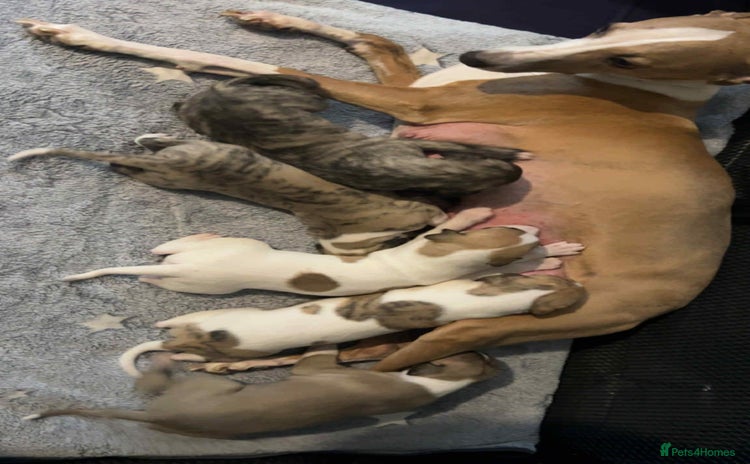 Whippet dogs - Advert 1