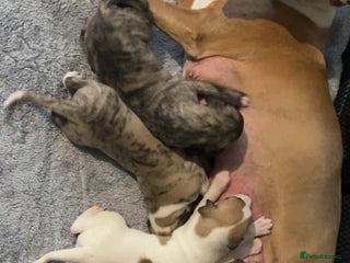 Whippet dogs - Advert 1