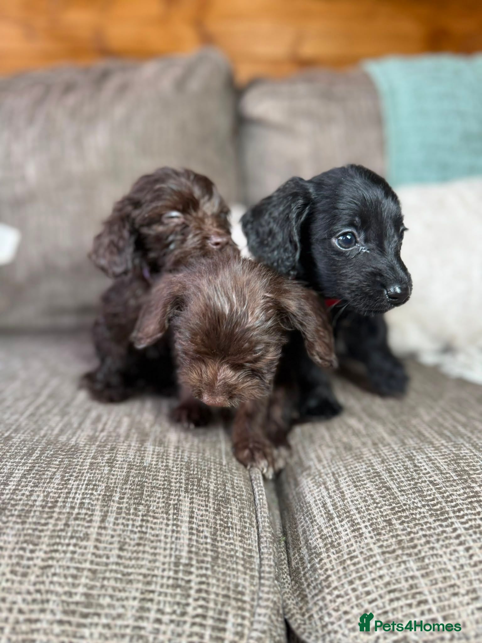 Mixed Breed dogs Doxiepoo pups  - Advert 16