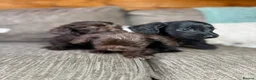 Mixed Breed dogs for sale: Doxiepoo pups  - Advert 1