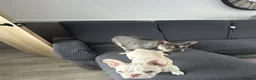 French Bulldog dogs for sale: Beautiful New Shade Isabella French Bulldog Puppy  - Advert 4