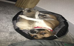 Staffordshire Bull Terrier dogs for stud: Proven Staffordshire Bull Terrier for Stud  - Image 4