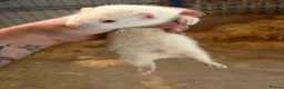 Ferret rodents for sale: Hob ferret  - Advert 2