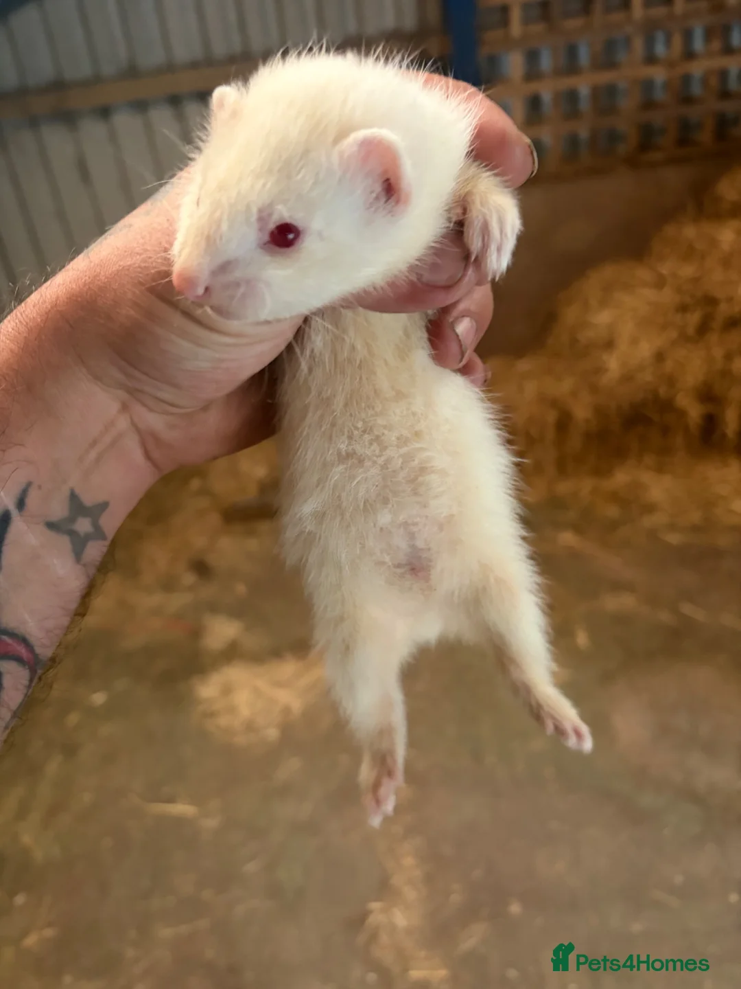 Ferret rodents for sale: Hob ferret  - Advert 2