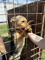 Mixed Breed dogs CORA - a Beautiful & Kind Girl, for a Loving Home - Advert 6