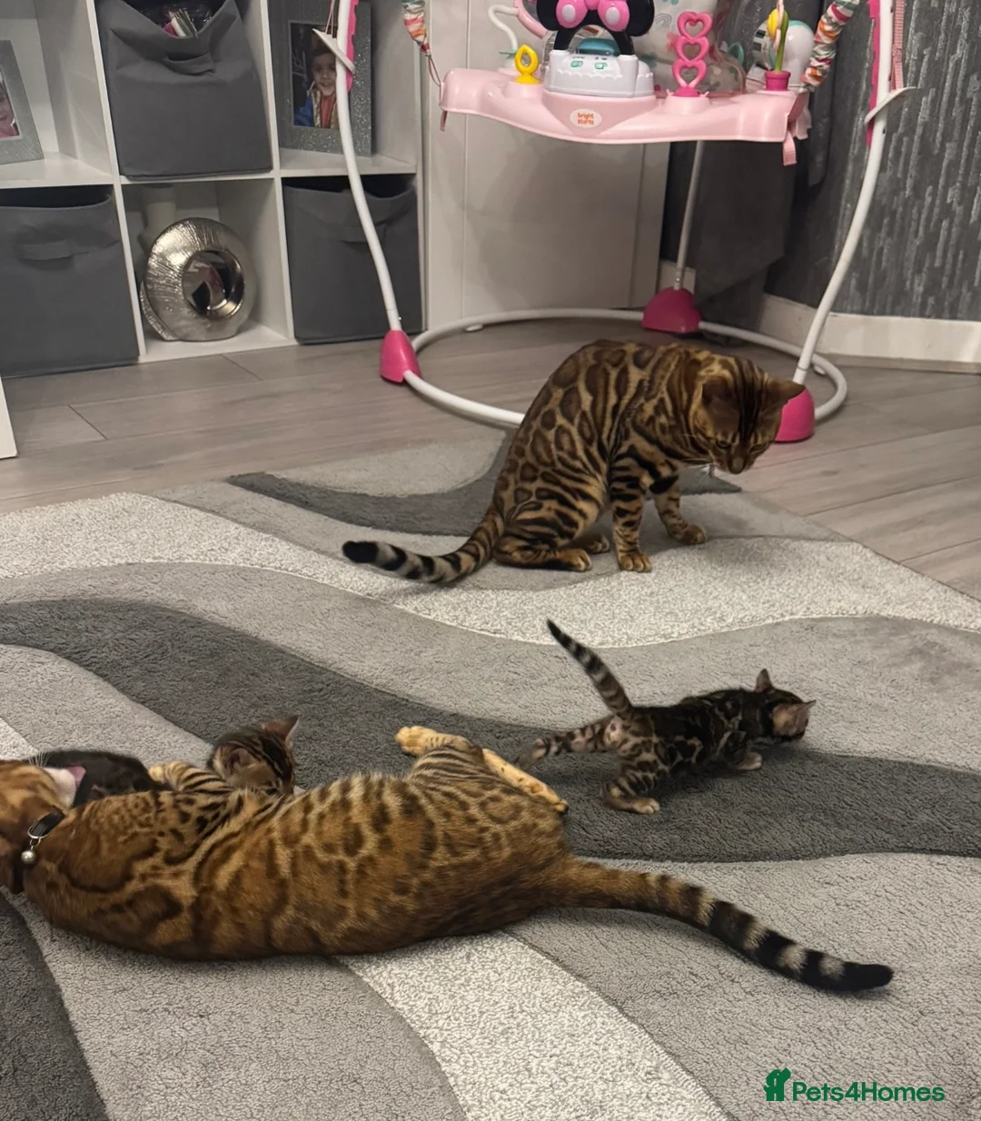 Bengal cats for sale: 💫 Exceptional Bengal Queen 💫 - Advert 2