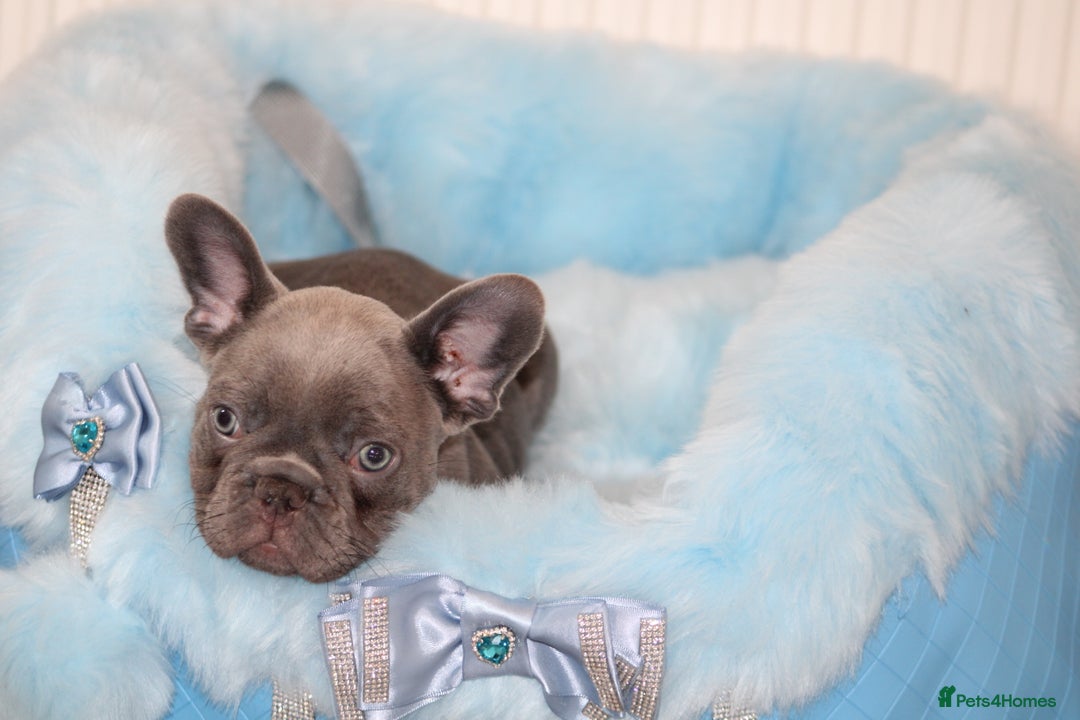 French Bulldog dogs for sale: Solid lilac French bulldog’s  - Advert 22