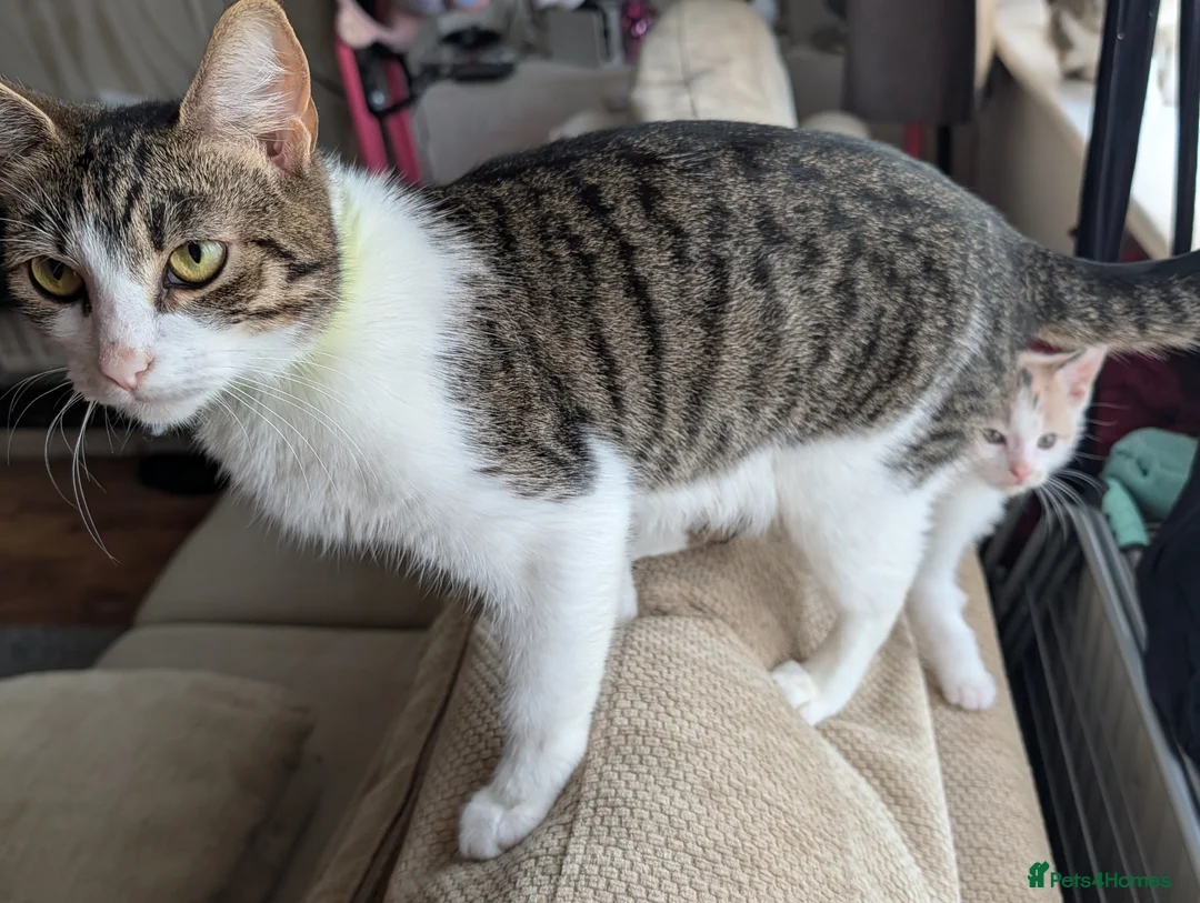 Mixed Breed cats for sale: Kittens for sale - Advert 8