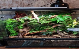 Gecko reptiles for sale: 2 x Male Crested Geckos  - Image 5