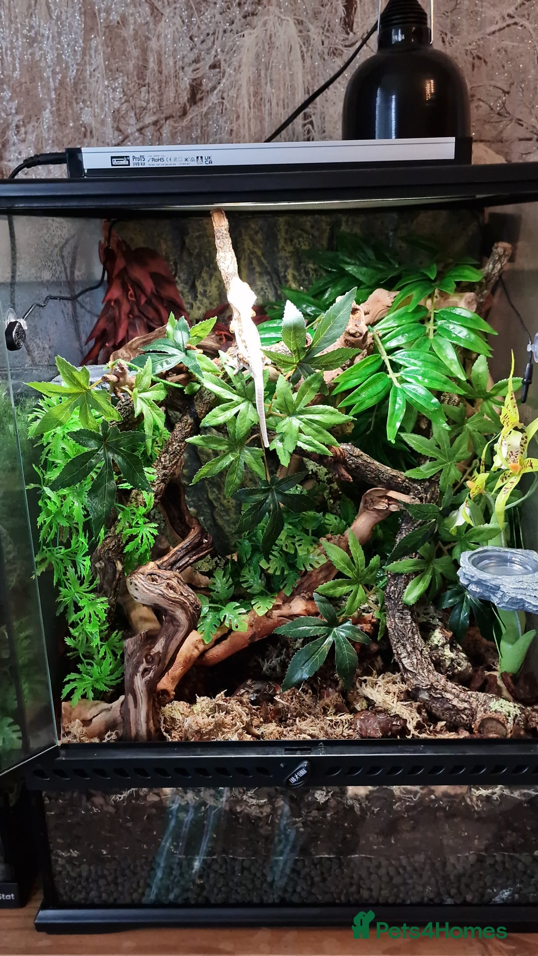 Gecko reptiles for sale: 2 x Male Crested Geckos  - Image 5