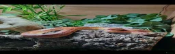 Corn Snake reptiles for sale: Corn snake  in Clydebank - Advert 2