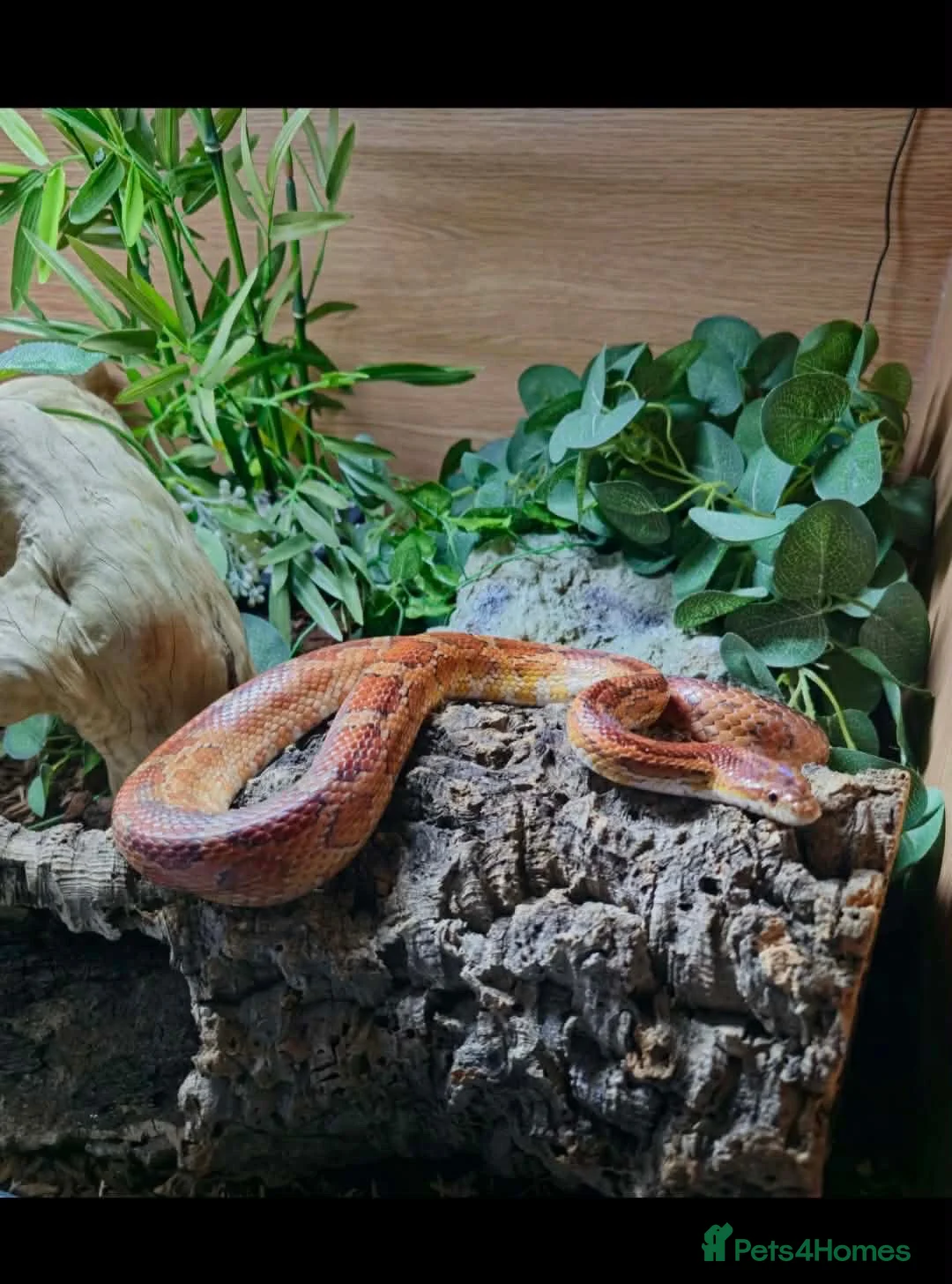 Corn Snake reptiles for sale: Corn snake  in Clydebank - Advert 2