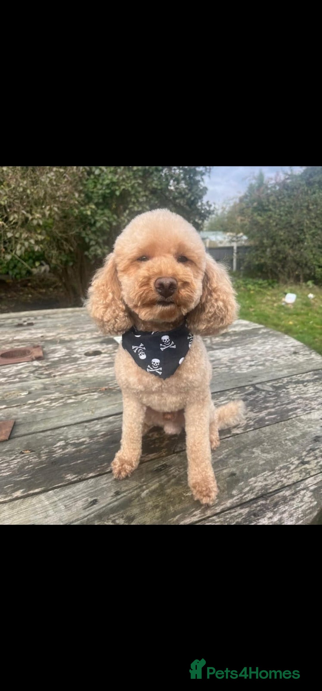 Cavapoo dogs for sale: F1B Cavapoo puppies  - Advert 13