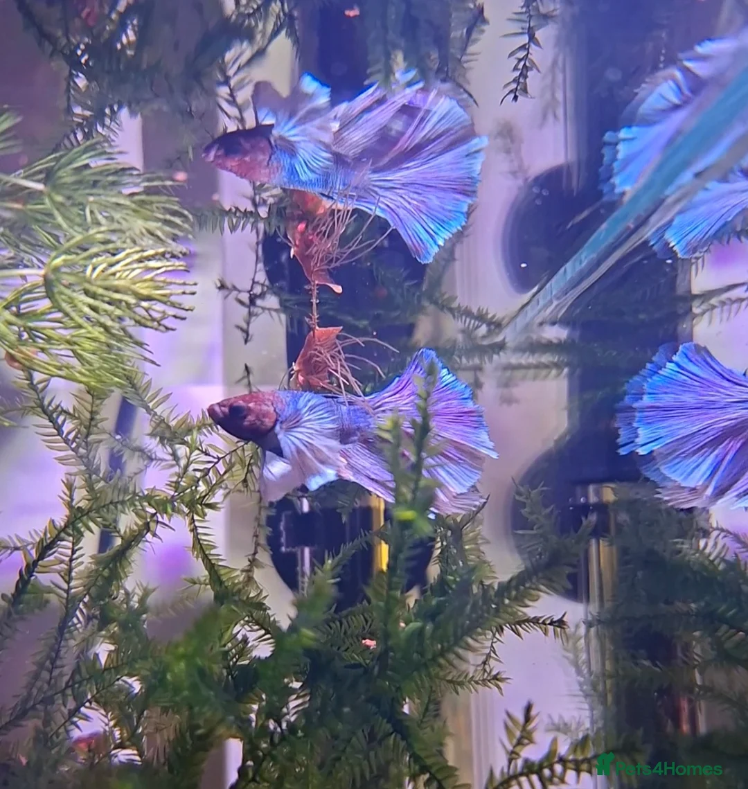 Bettas fish for sale: topaz guppies albino mix - Advert 20