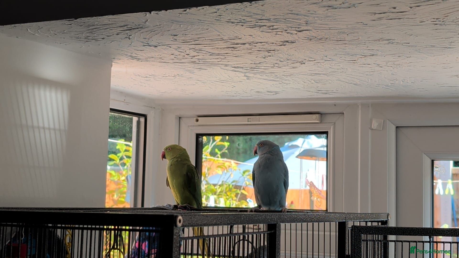 Ringnecks birds Two female Ringneck for sell - Advert 2