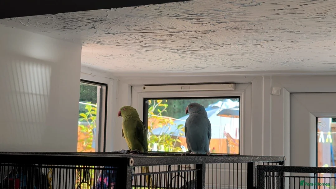 Ringnecks birds for sale: Two female Ringneck for sell - Advert 1