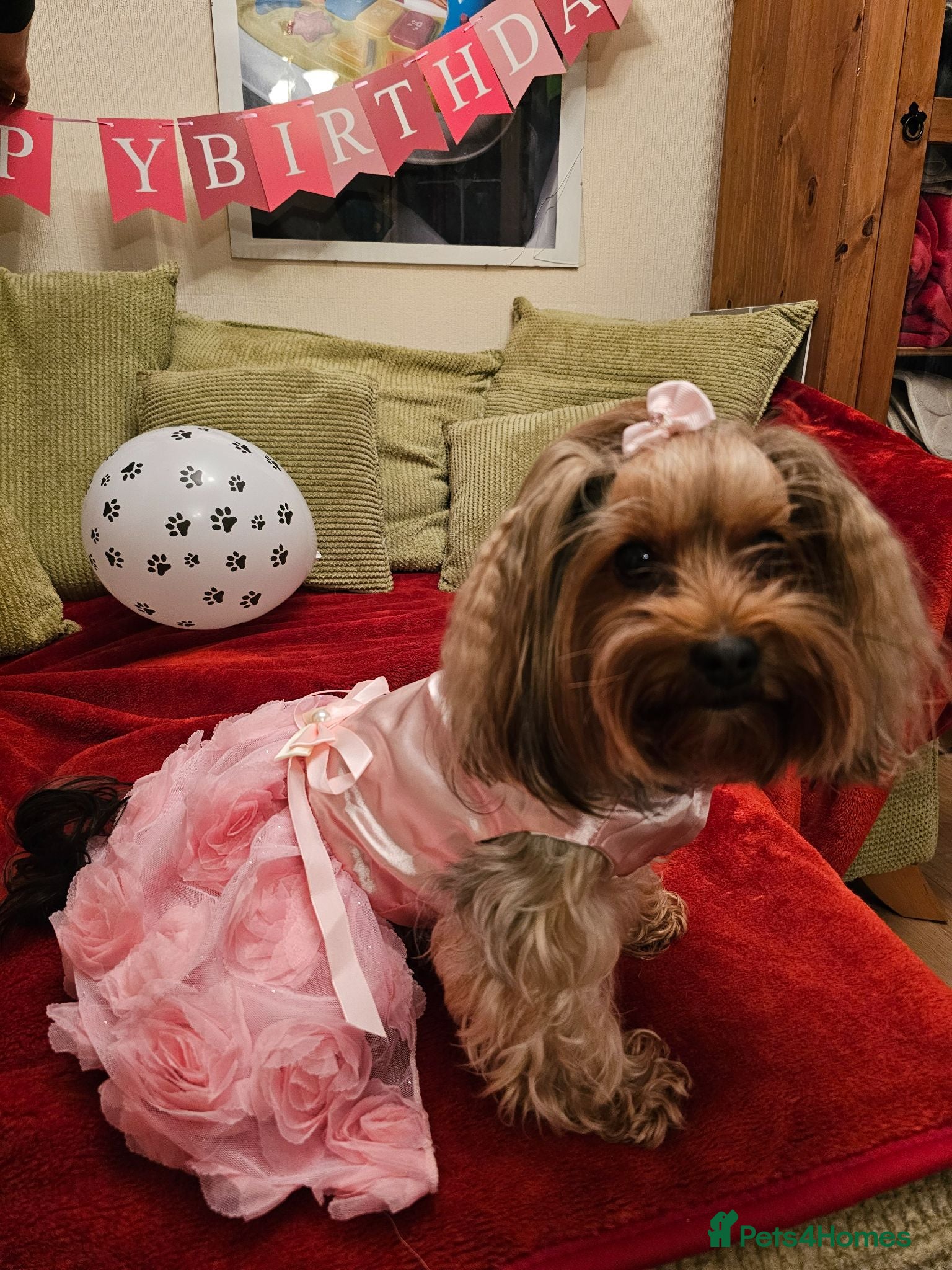 Yorkshire Terrier dogs 5 puppies for sale - Advert 7