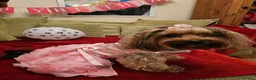 Yorkshire Terrier dogs for sale: 5 puppies for sale in London - Advert 1