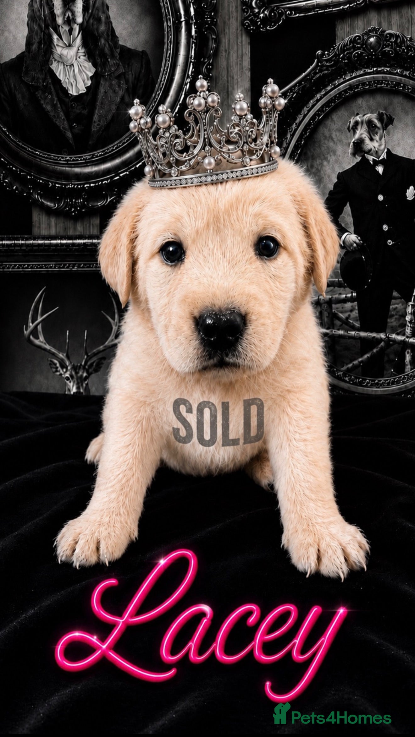Labrador Retriever dogs Only Three Beautiful KC Boys left  - Advert 2