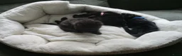 British Shorthair cats for sale: Kittens looking for a Loving Home - Advert 2