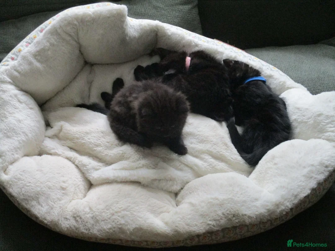 British Shorthair cats for sale: Kittens looking for a Loving Home - Advert 2