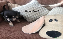 Chihuahua dogs for sale: Adorable black and tan chihuahua puppies  - Image 12