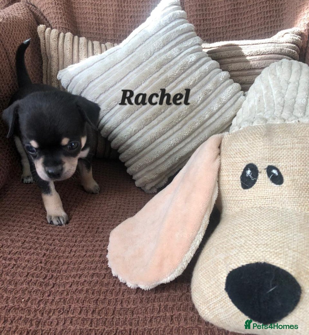 Chihuahua dogs for sale: Adorable black and tan chihuahua puppies  - Image 12
