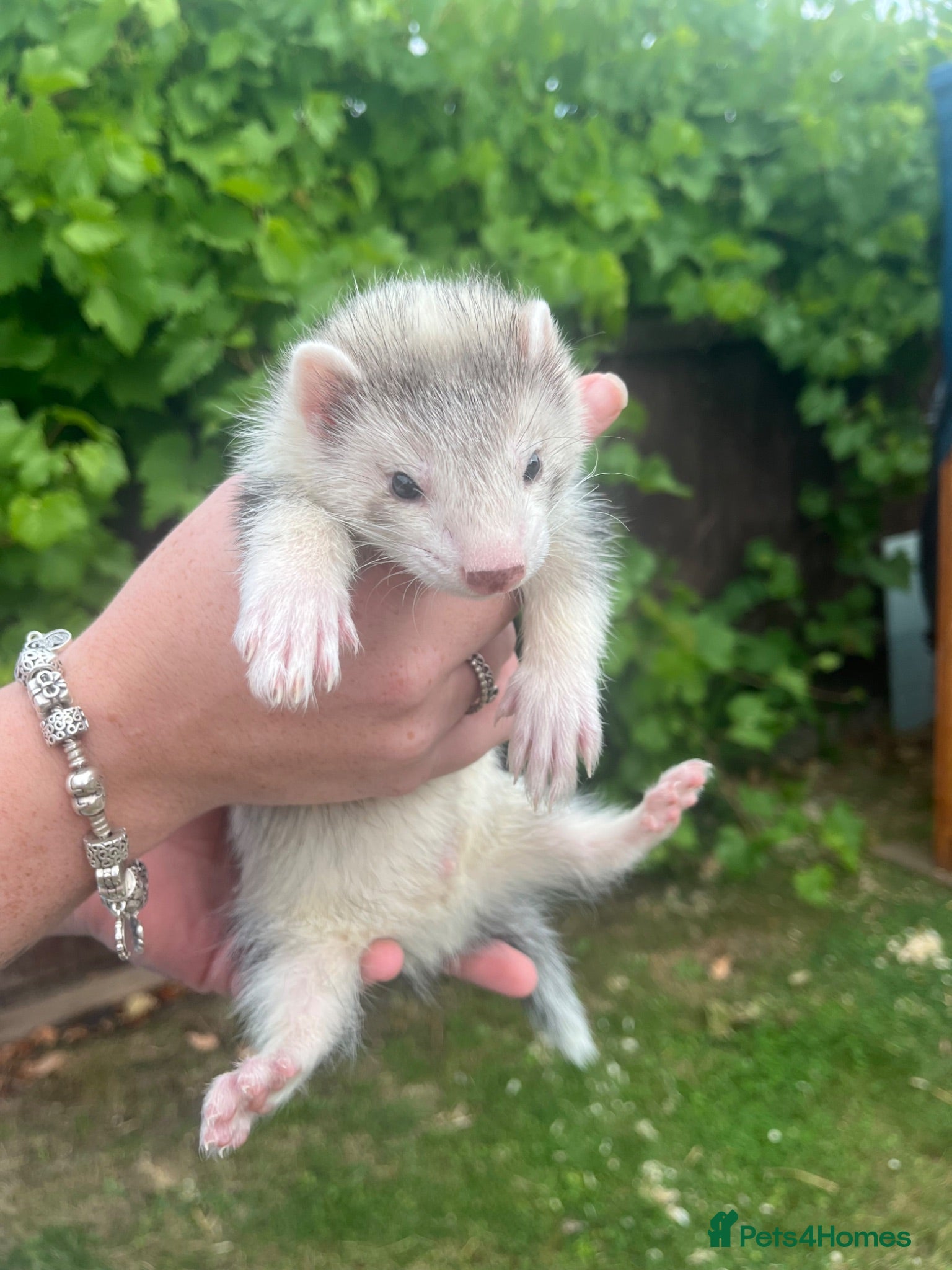 Ferret rodents Ferret kits - Advert 2