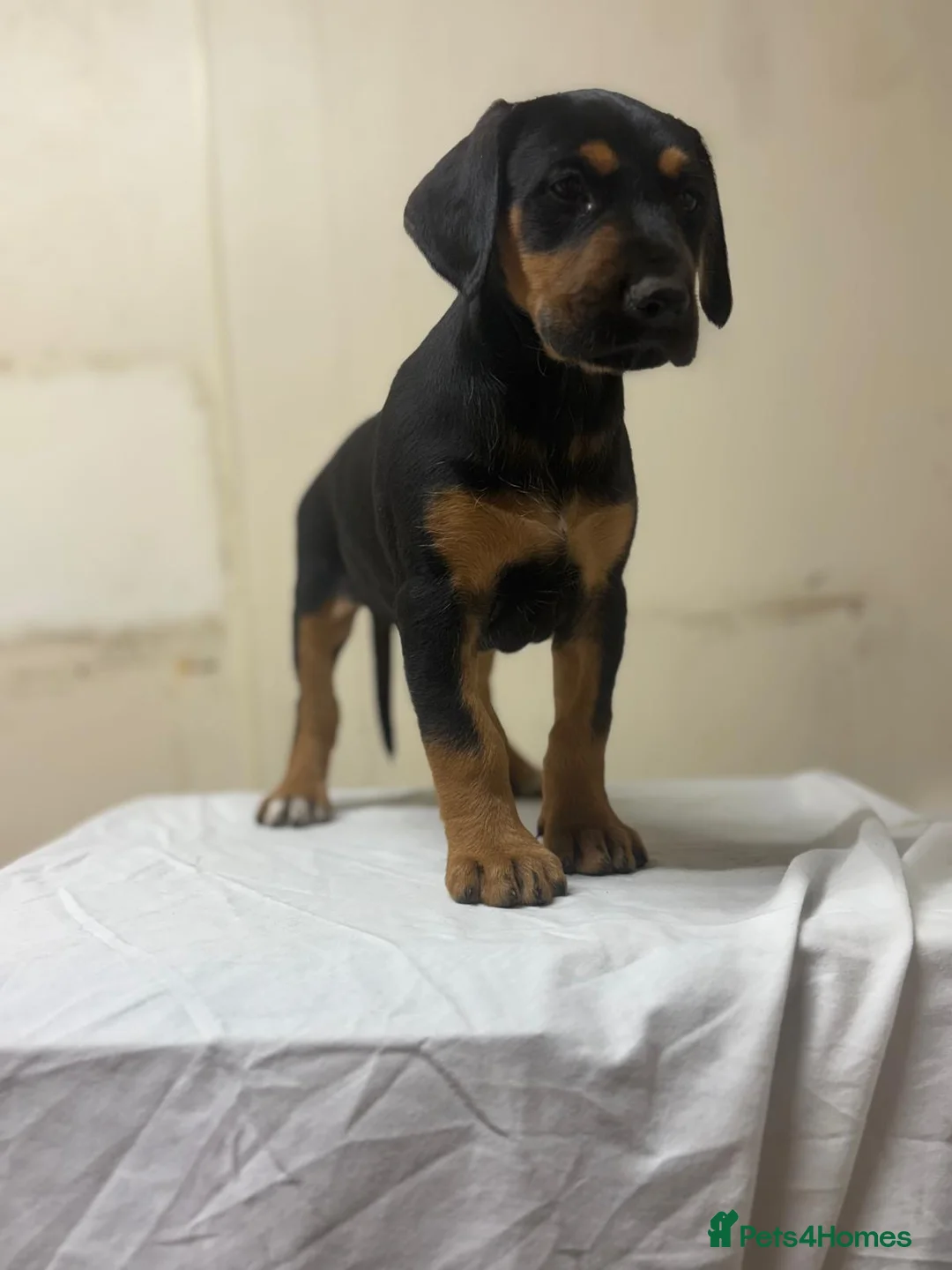Mixed Breed dogs for sale: Lurcher x dobermen in Doncaster - Advert 7