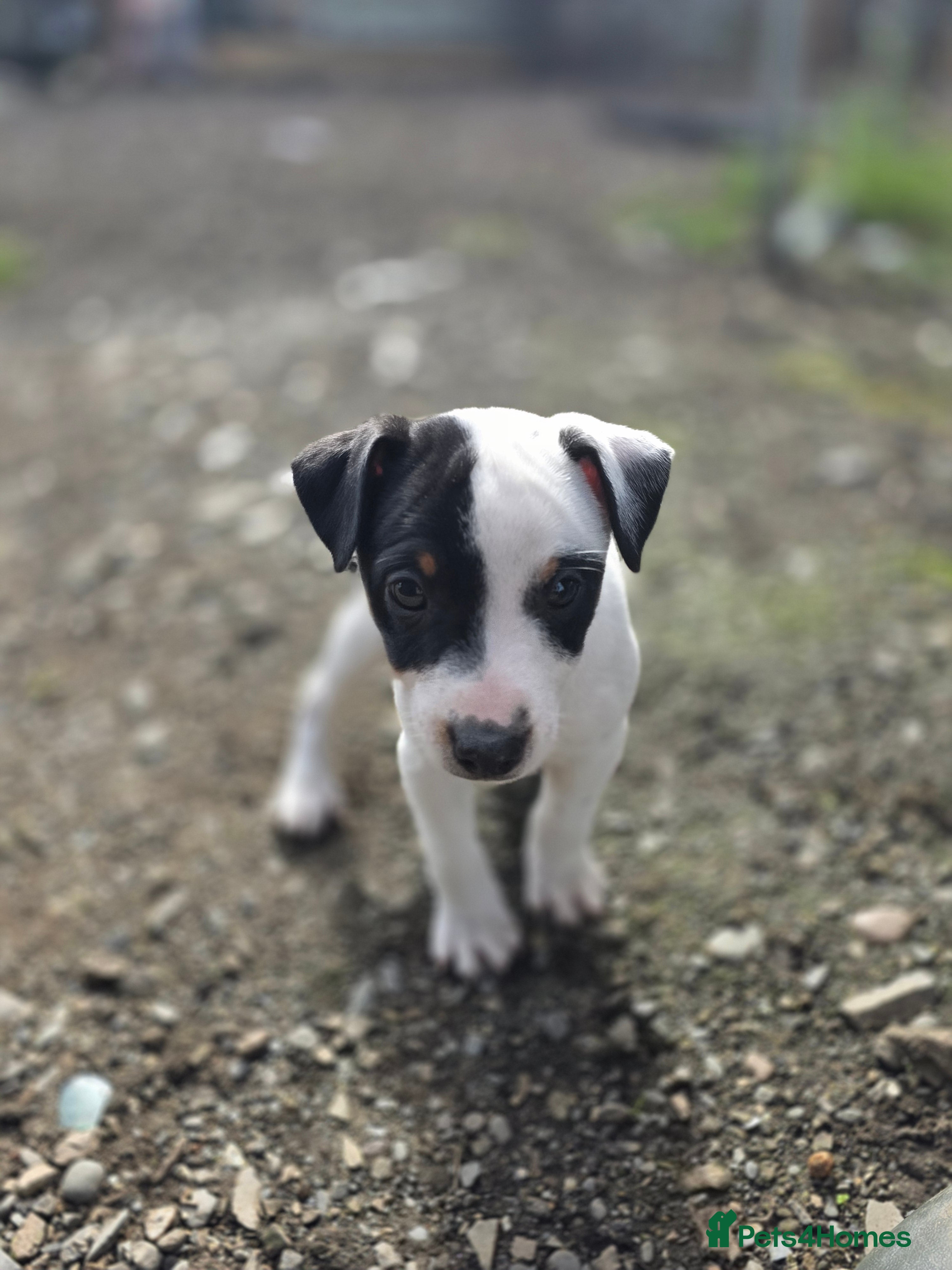 Jack Russell dogs Jack russell puppies - Advert 2