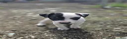 Jack Russell dogs for sale: Lovely Jack russell puppies - Advert 6