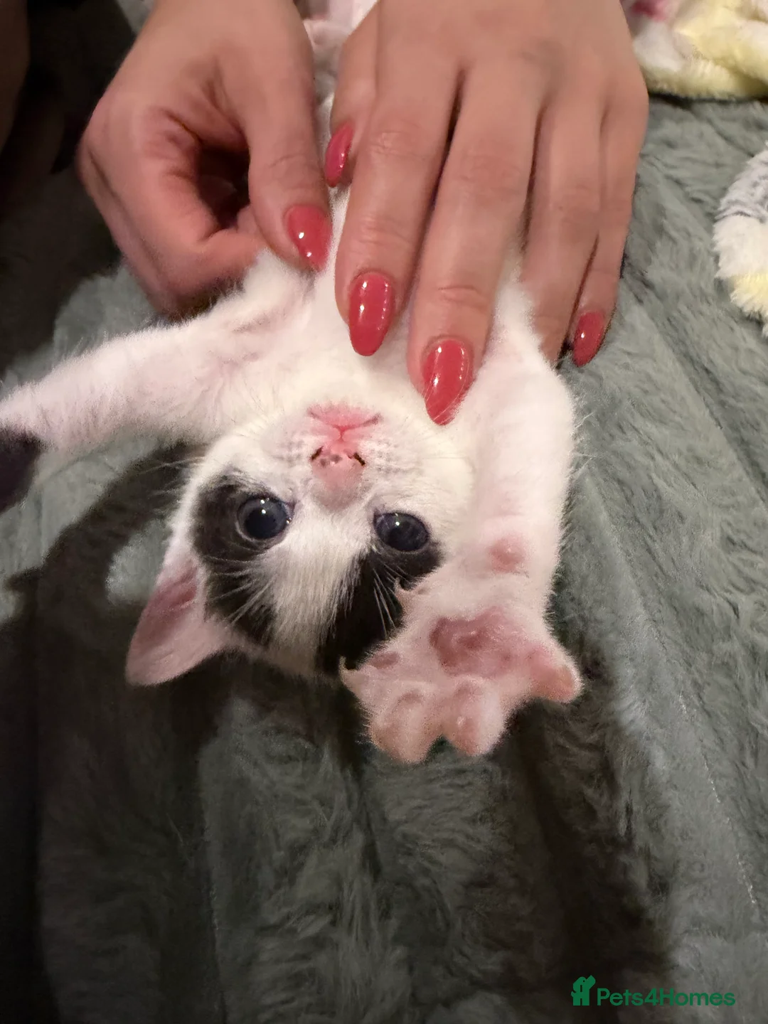 Domestic Shorthair cats for sale: Beautiful Healthy Kittens & Young Mother Cat - Advert 5