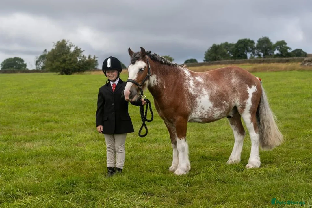 Other Breed horses for sale: 13hh blagdon gelding - Advert 2