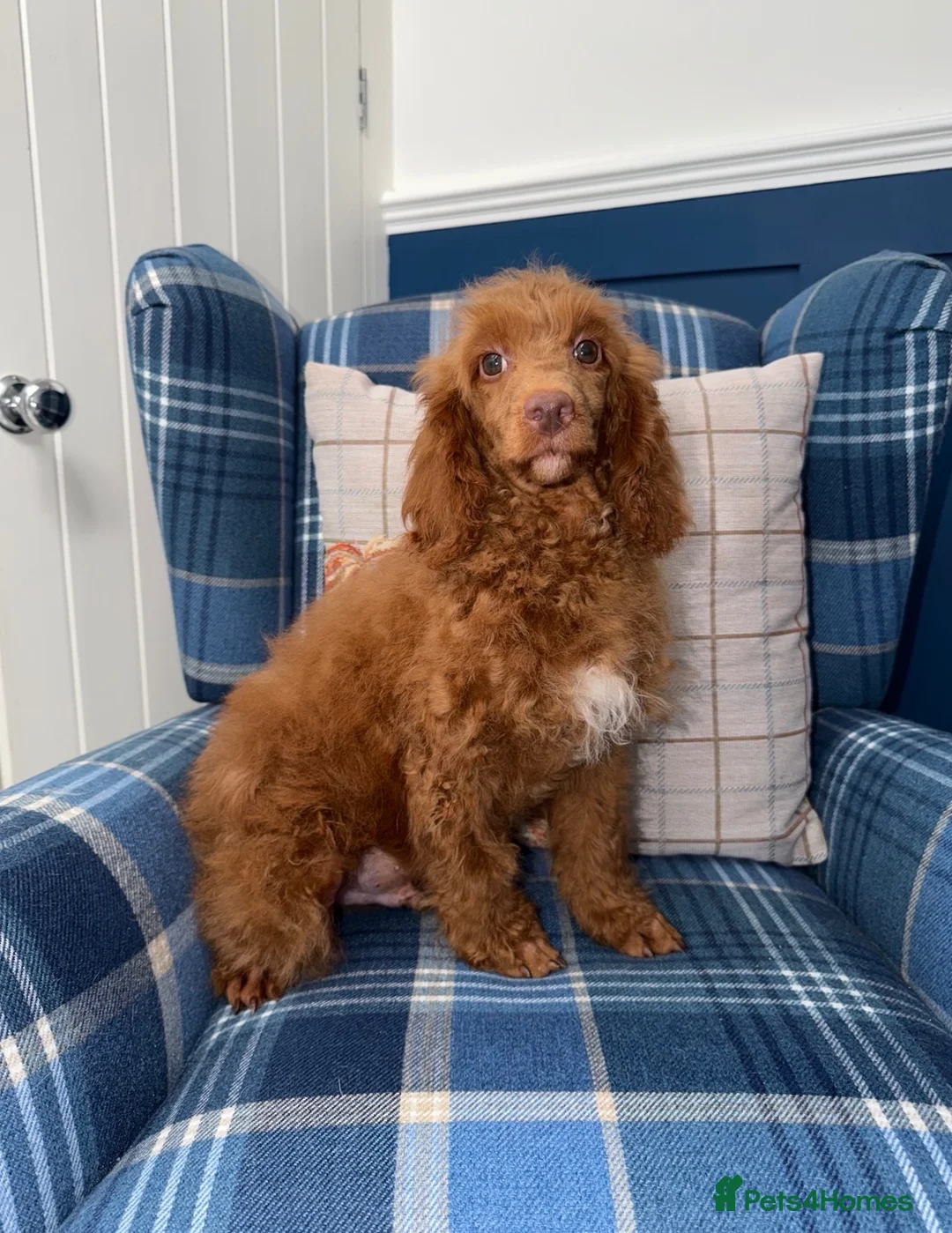Miniature Poodle dogs for sale: 🩷Beautiful Mini Poodle Puppies - Ready Now 💜 - Advert 2