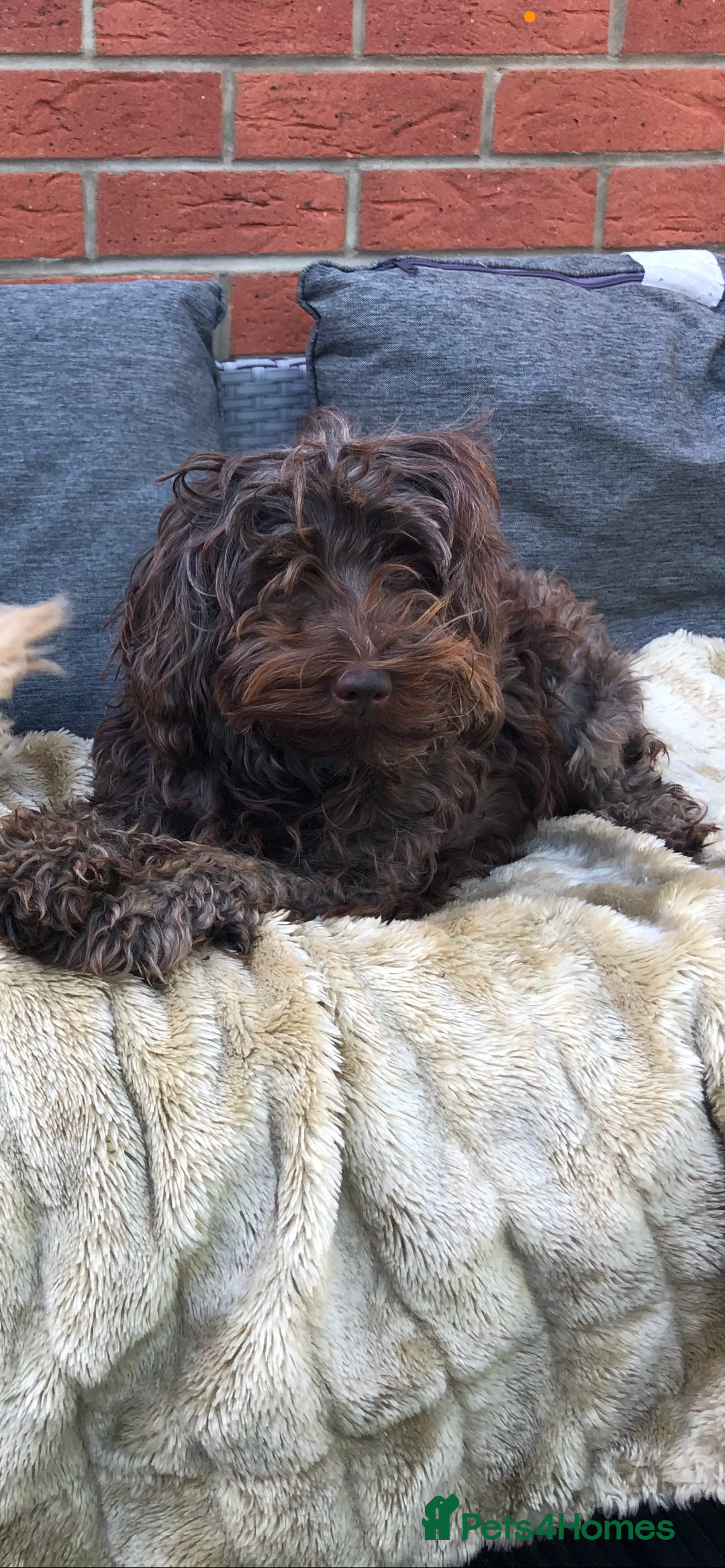 Labradoodle dogs for sale: 🐾Stunning Mini Labradoodle F1b Pups DNA Check🐾  - Image 27