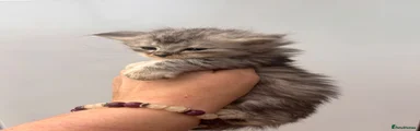 Maine Coon 1