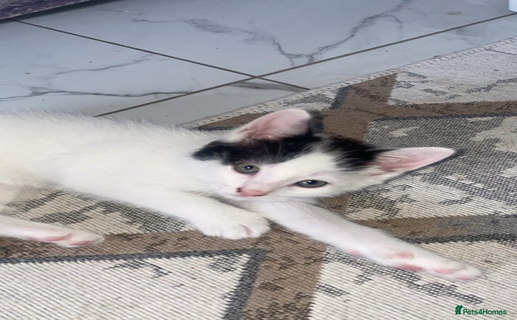Domestic Shorthair cats - Advert 2
