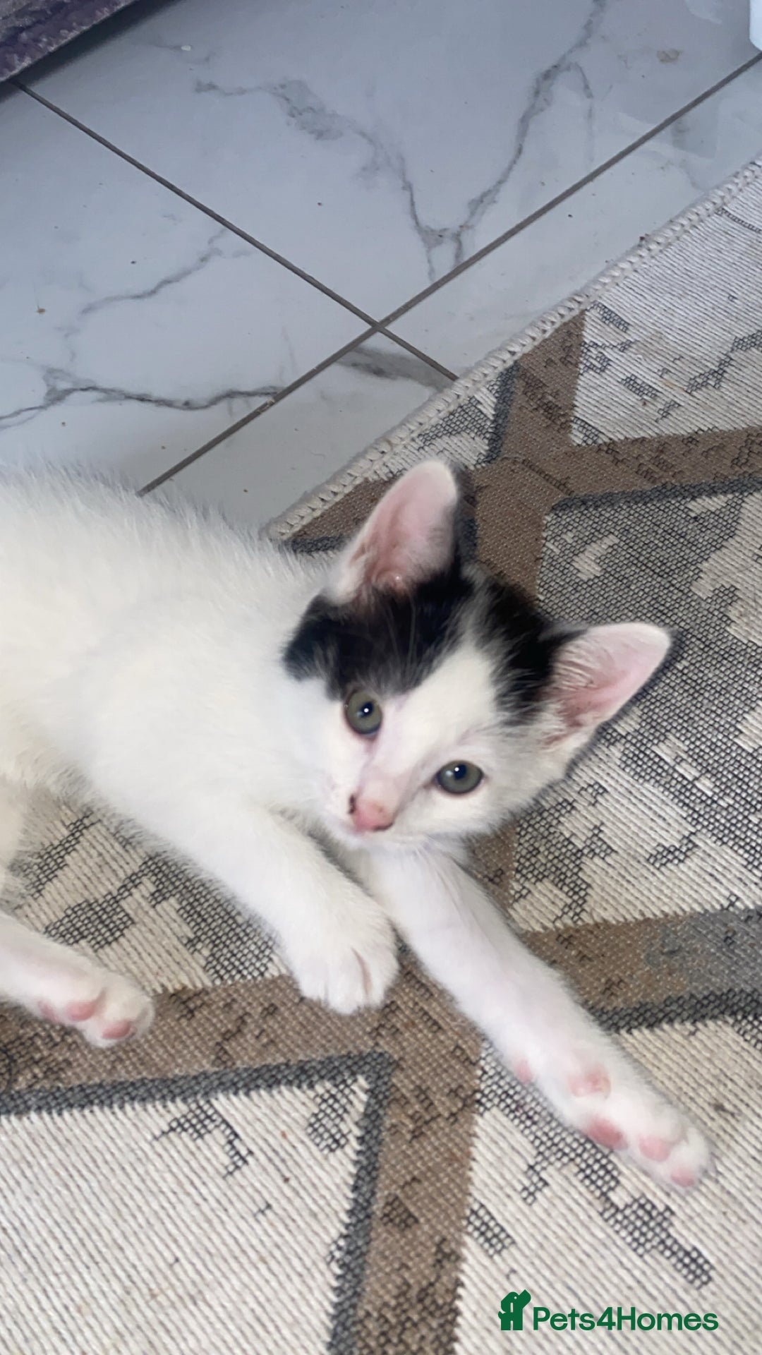 Domestic Shorthair cats for sale: Lola - 8 Weeks Old – Ready Now - Image 1