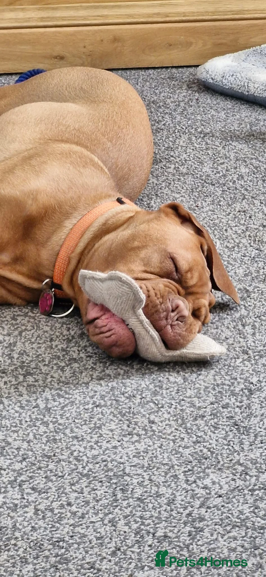Dogue De Bordeaux dogs for sale: Beautiful girl 15 month old  - Advert 2