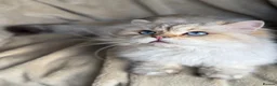 British Longhair cats for sale: British Longhair golden shaded kittens TICA - Advert 25